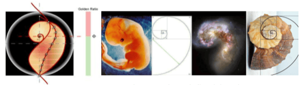 Fibonacci sequence and Golden ratio in human embryo, shell and the galaxy.