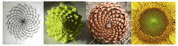 Sacred geometry in Roman broccoli, pine-nut and sun-flower.