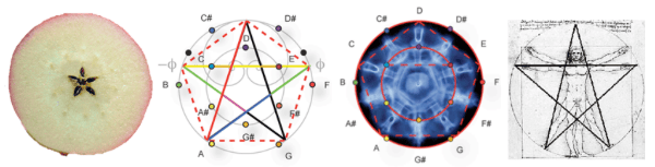 Sacred geometry of a Star in sound harmonics, Vetruvian Man of Leonardo da Vinci and in apple. Interesting, that ironically or not an apple has been made the symbol of sin perhaps to destruct us from grasping the meaning of its universal perfection.